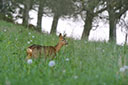 Faune