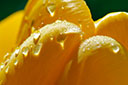 Flore, plantes